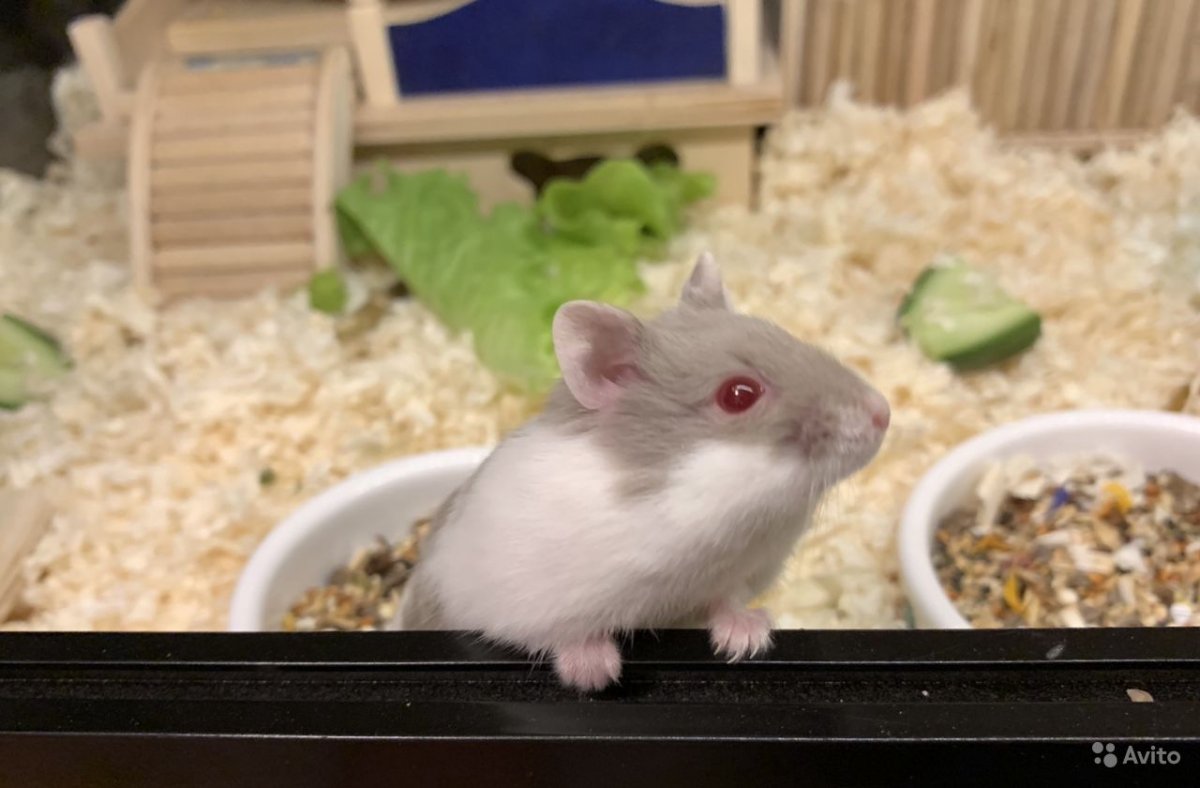 Хомяк Кэмпбелла пятнистый