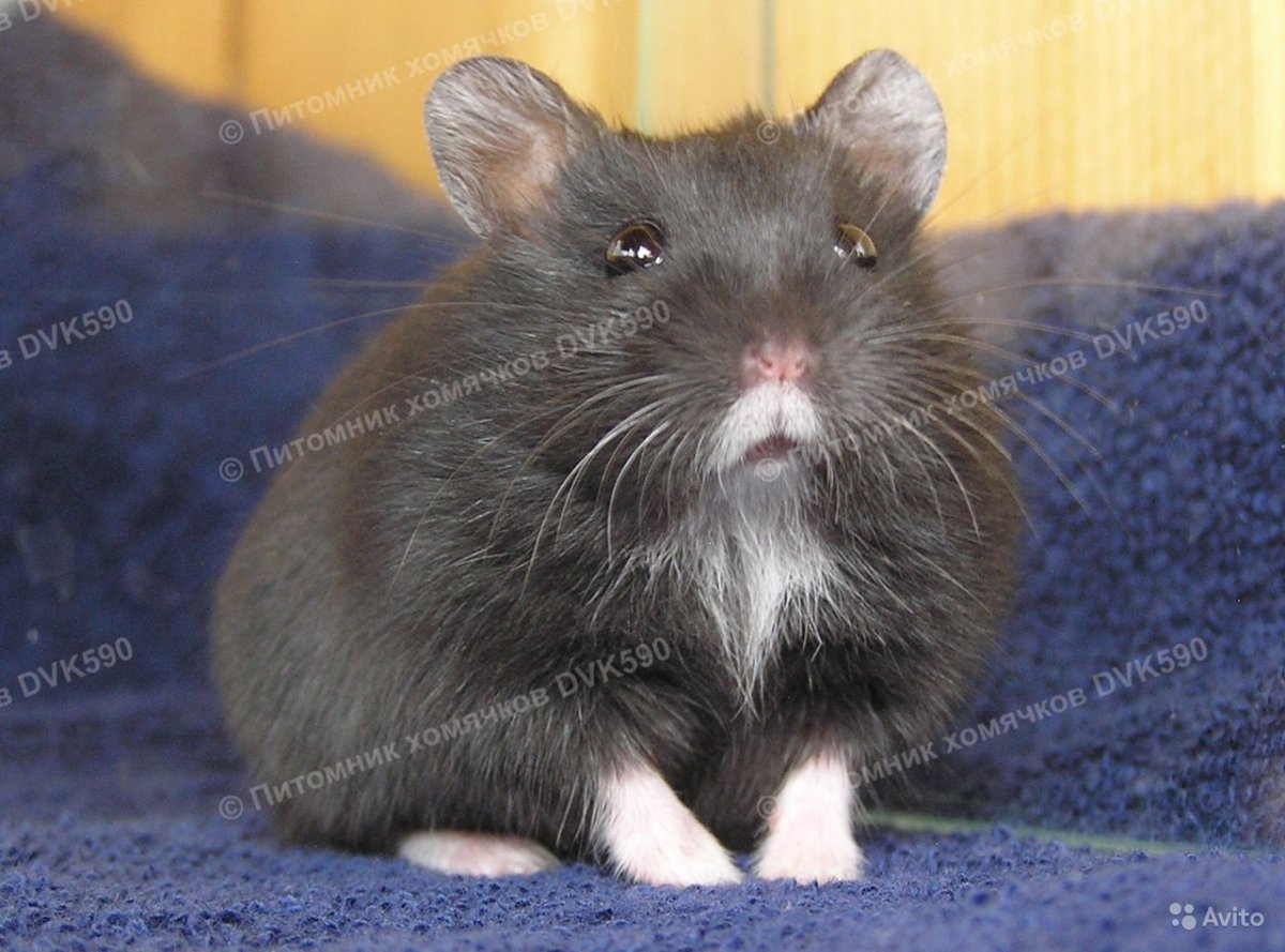 Хомячок Кэмпбелла чёрный