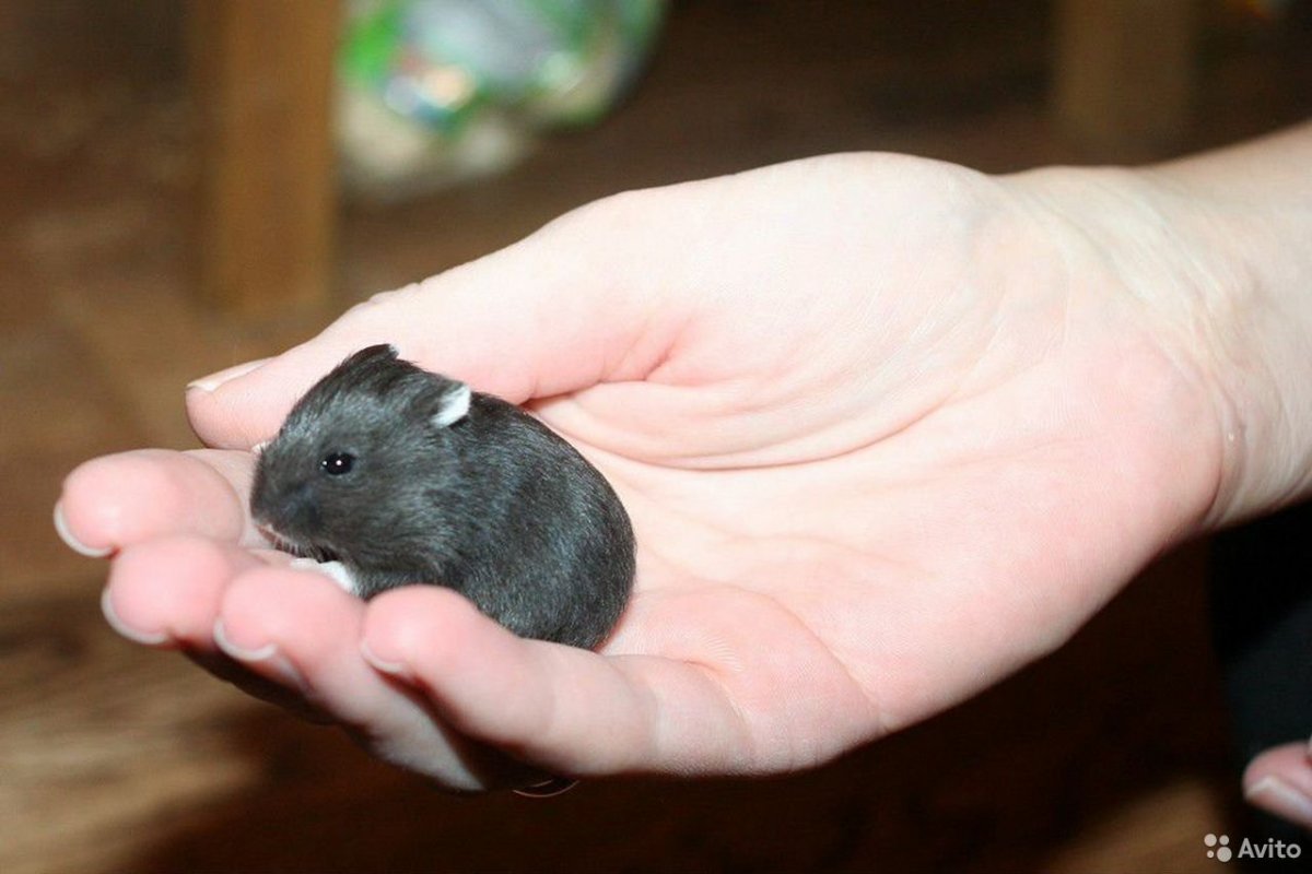 Хомяк Кэмпбелла чёрный с белой шеей