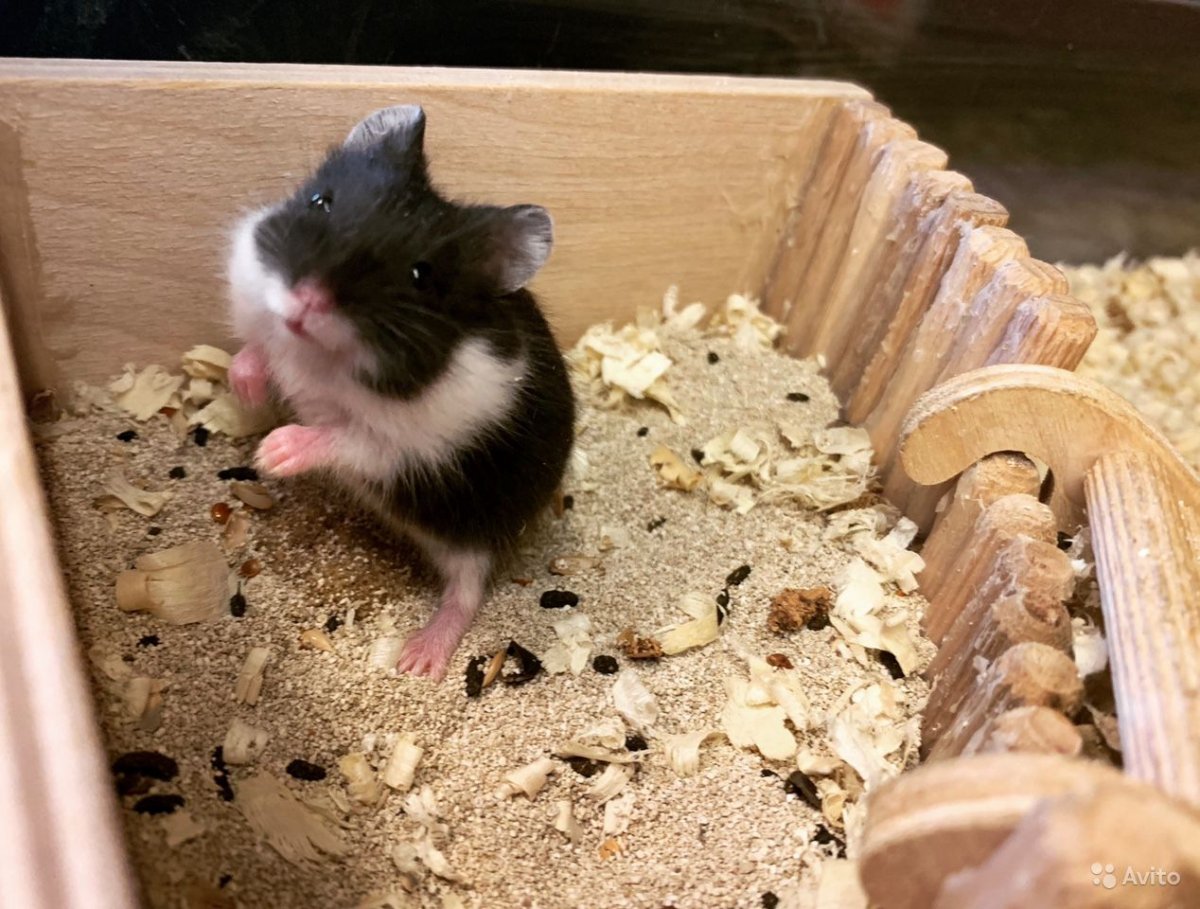 Чем кормить хомяка Кэмпбелла