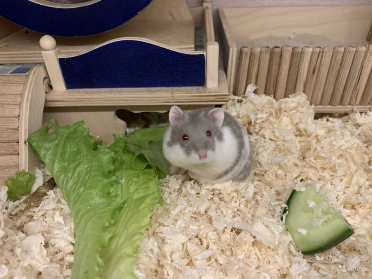 Чёрный джунгарский хомяк