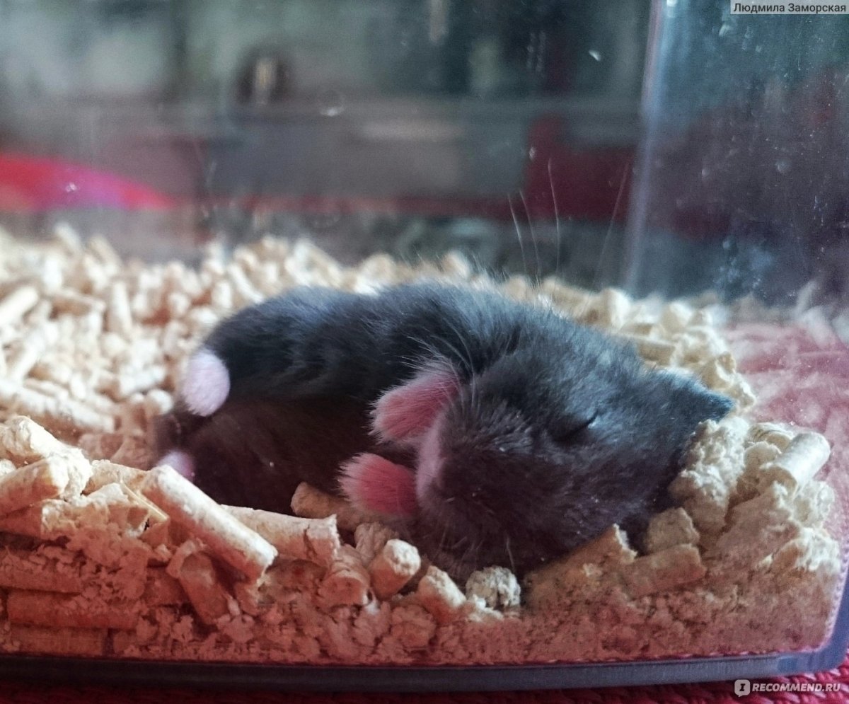 Хомяк Кэмпбелла пятнистый