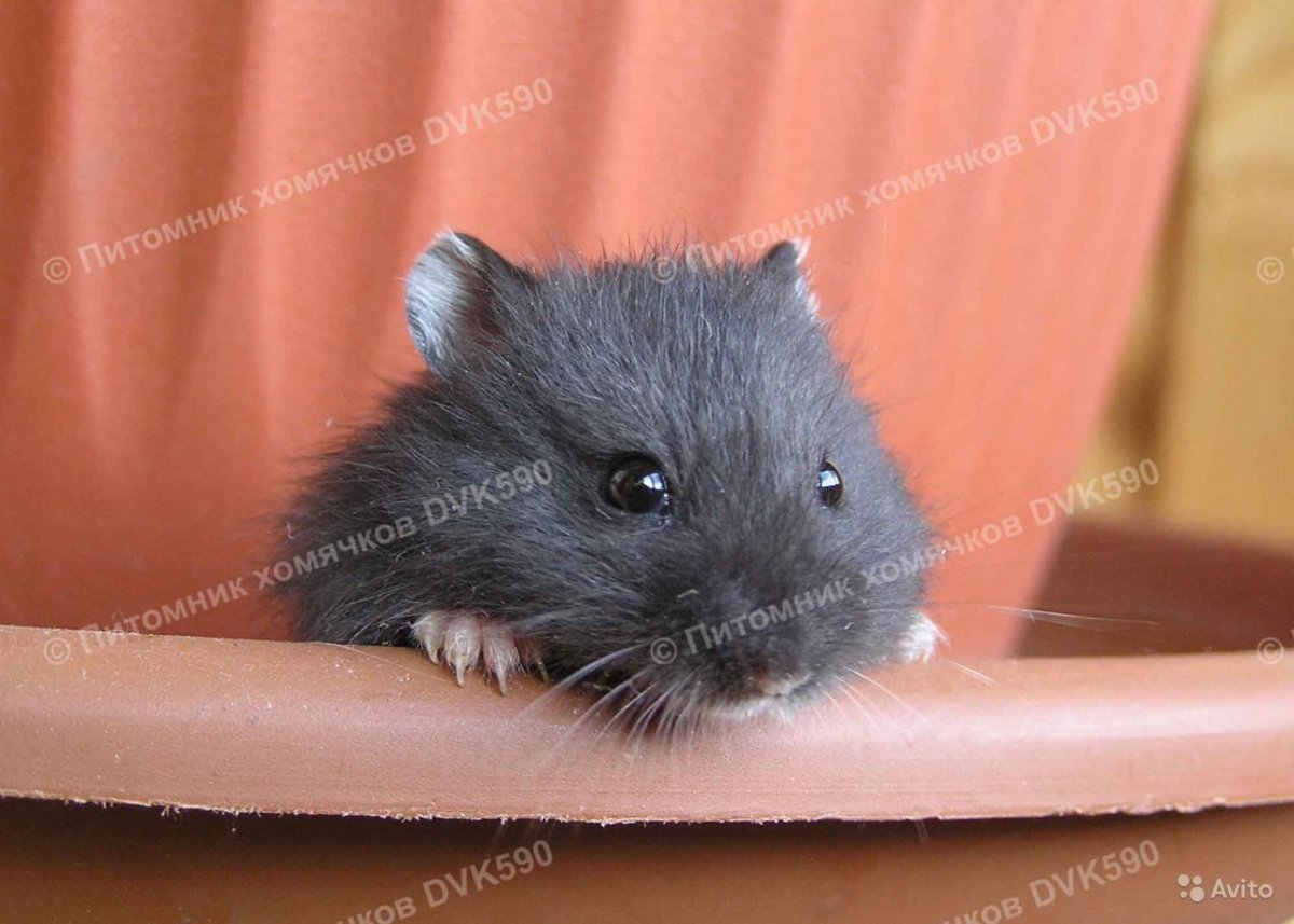 Хомяк Кэмпбелла пятнистый