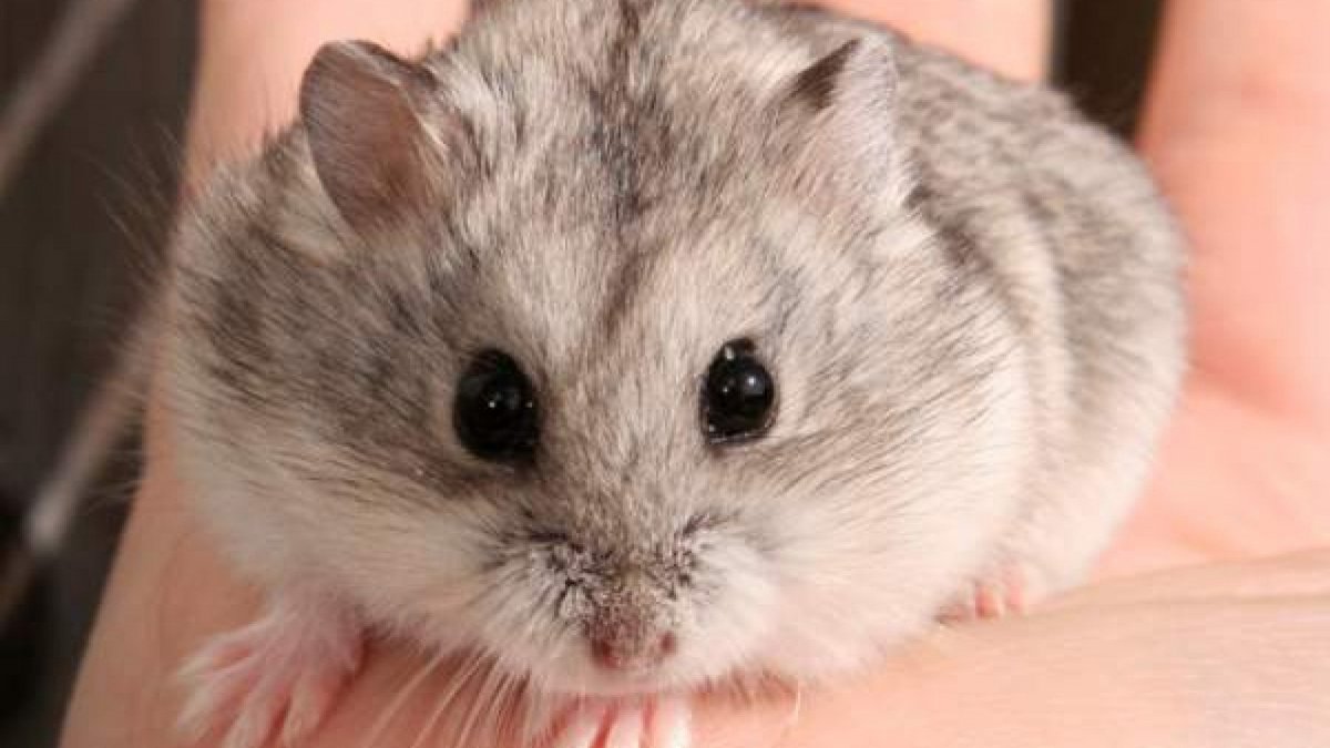 Хомяки Кэмпбелла малыши