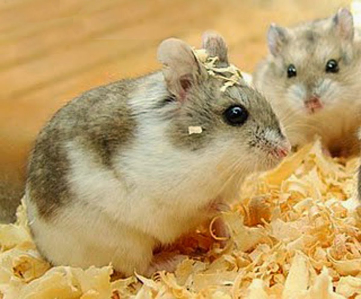 Имя для мальчика хомяка черно серый