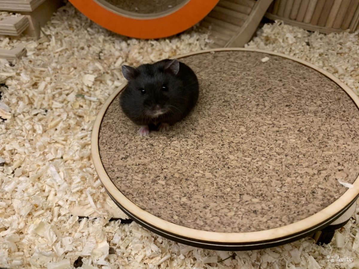 Карликовый хомячок Кэмпбелла