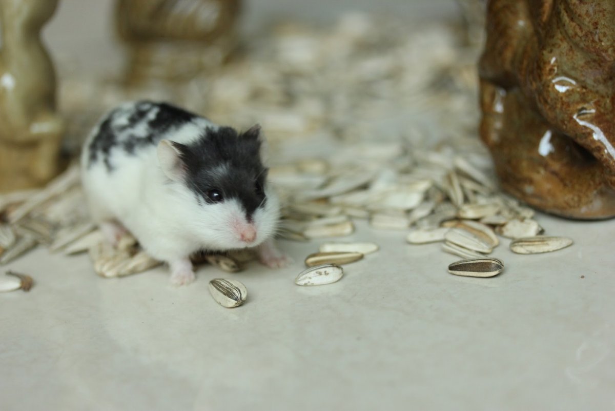 Джунгарский хомячок черный