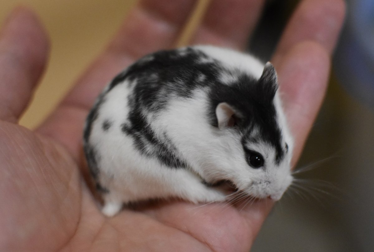 Маленькие домашние Грызуны названия и фото