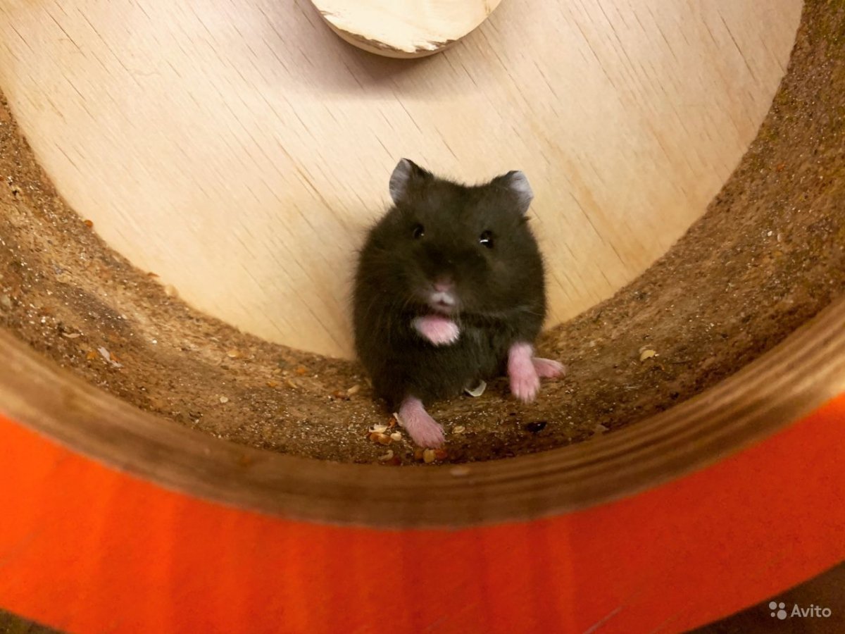 Хомячок Кэмпбелла на продажу
