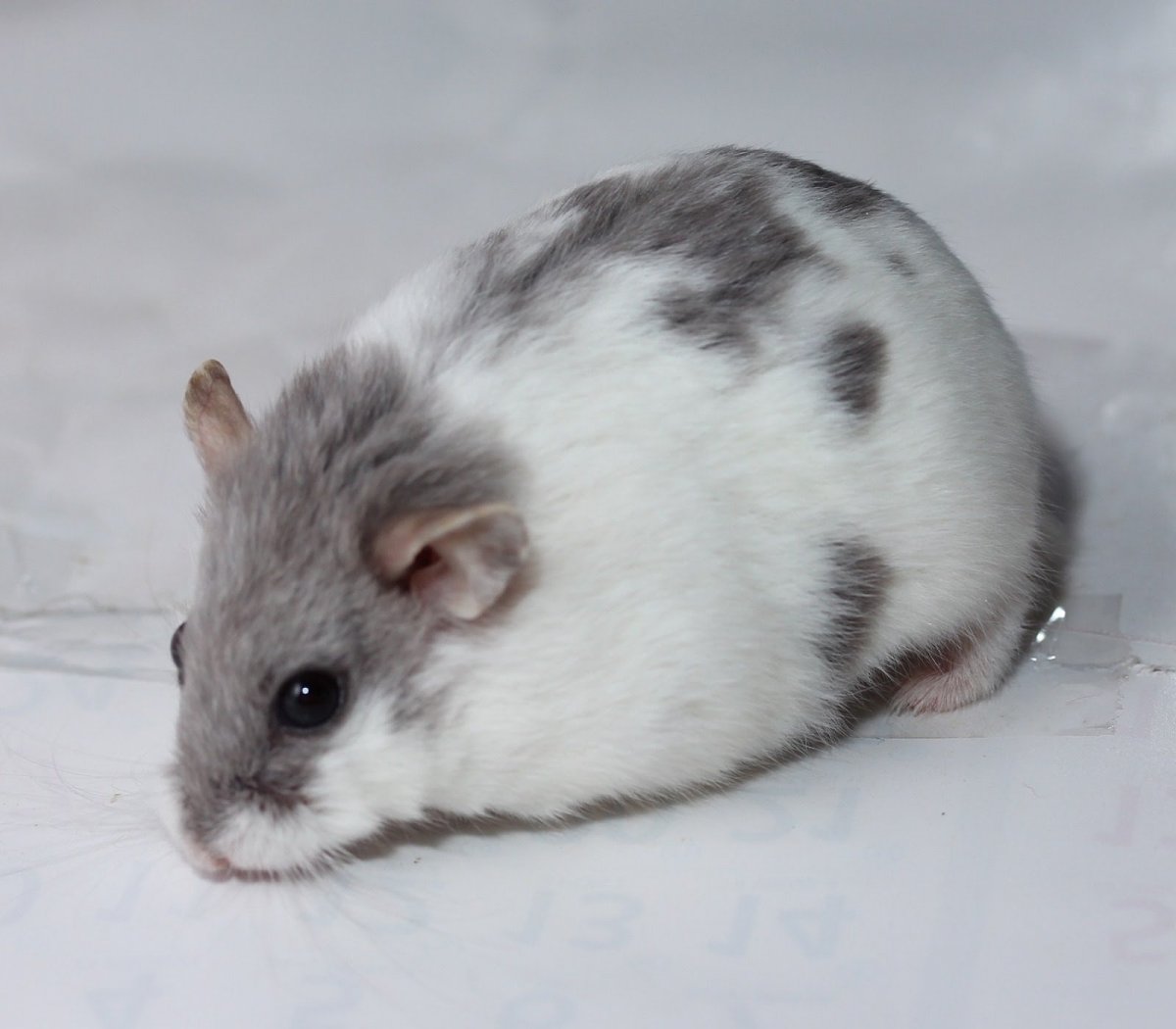 Кэмпбелл хомяк и джунгарик