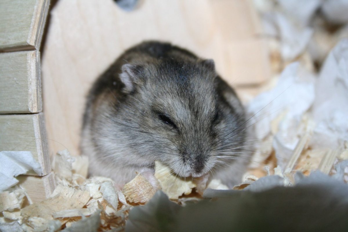Хомяк карликовый Кэмпбелл