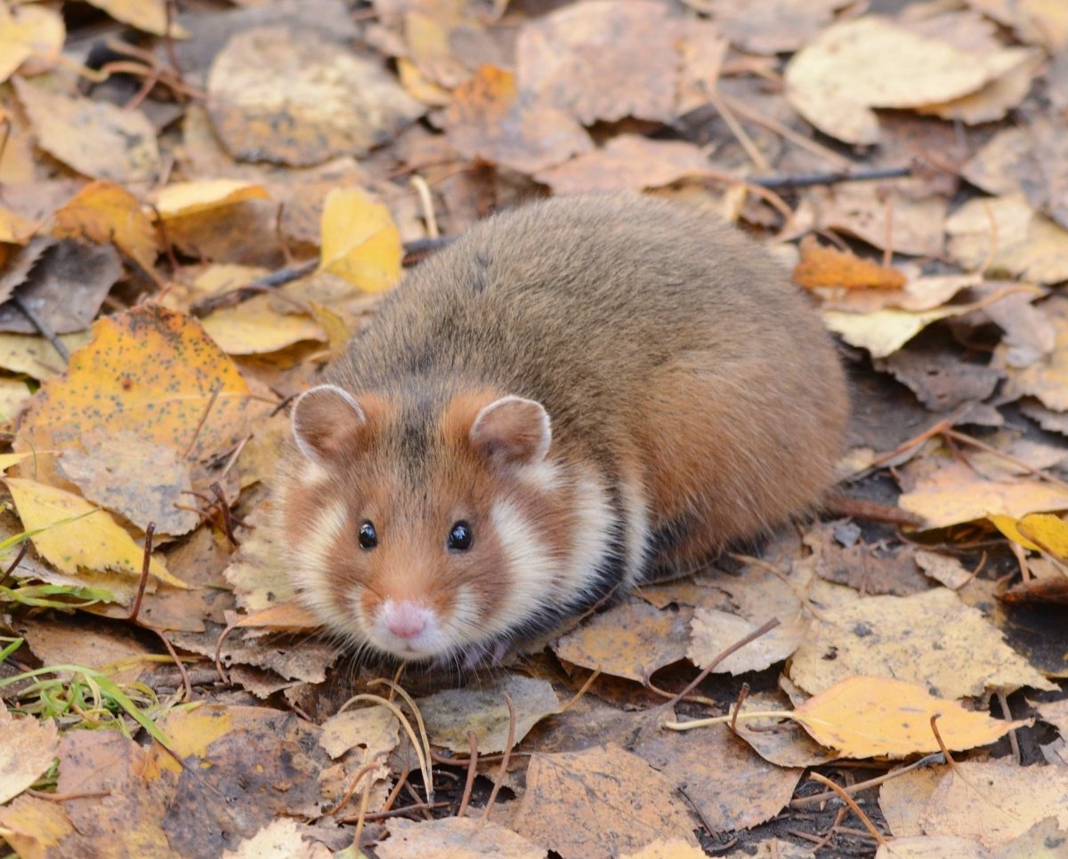 Хомяки Кэмпбелла (русские Карликовые)