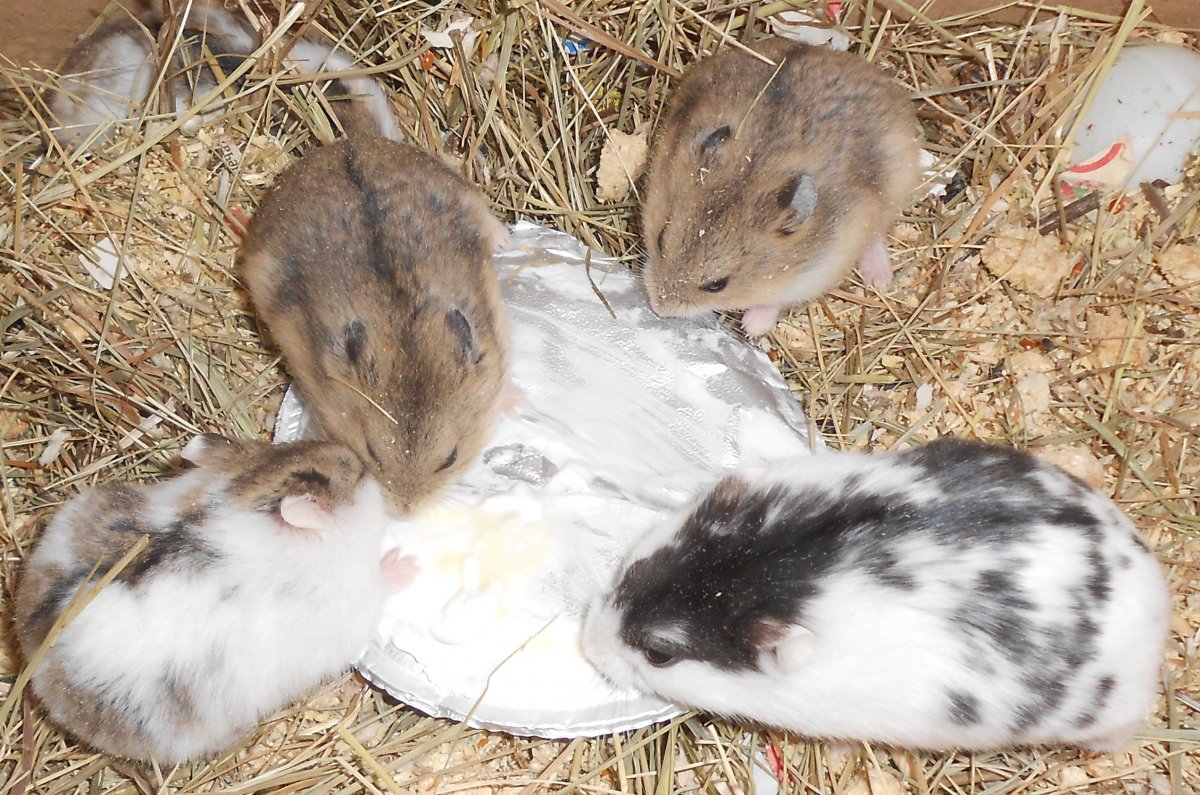 Хомяк кэмпбелла черный