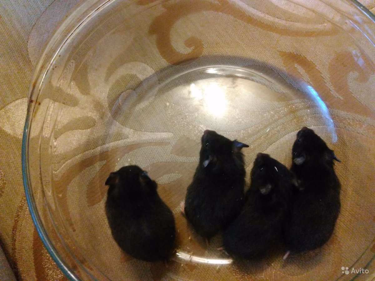 Хомяк Кэмпбелла