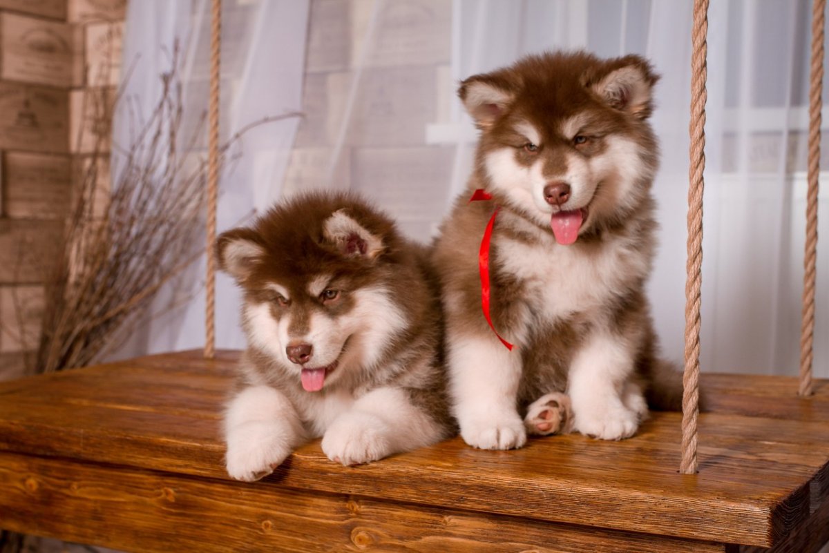 Аляскинский маламут