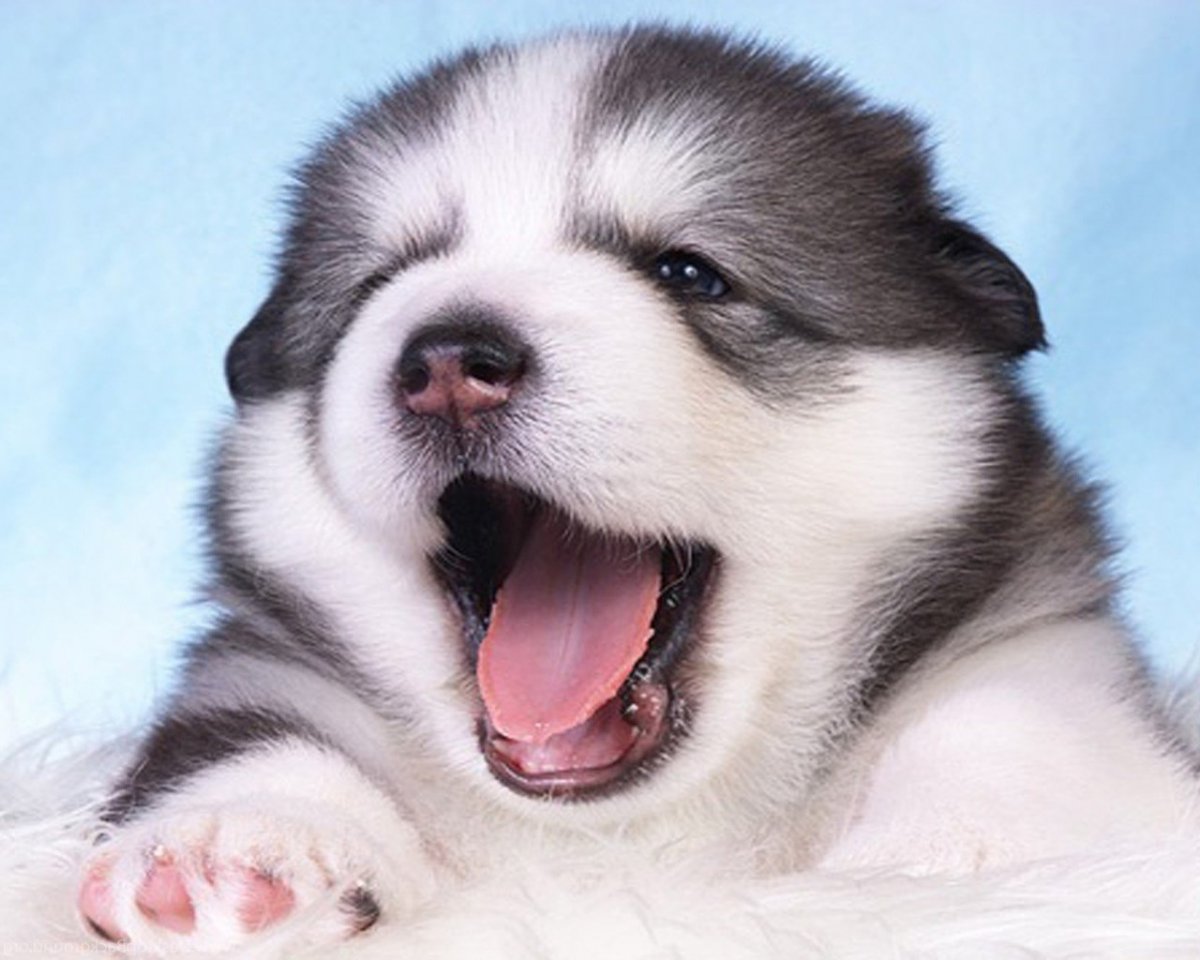 Сибирский хаски +кошка