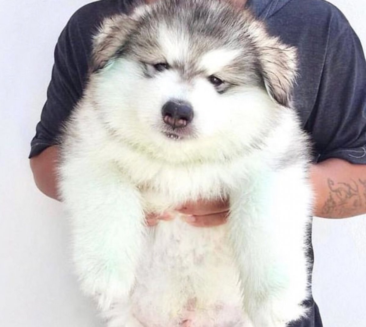 Порода собак маленький Мамут