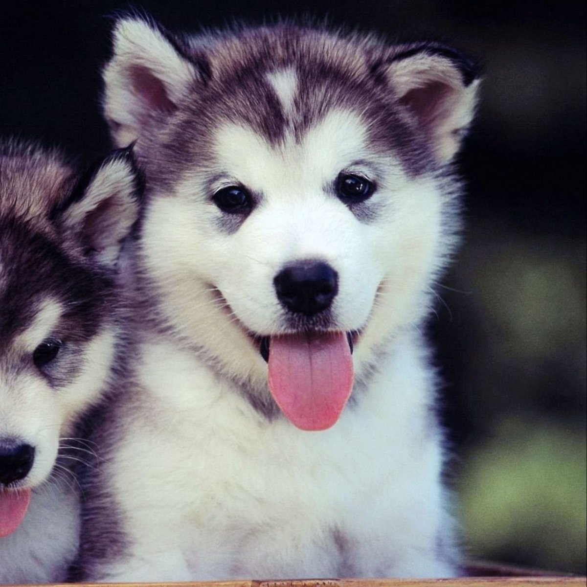 Смесь самоеда и маламута