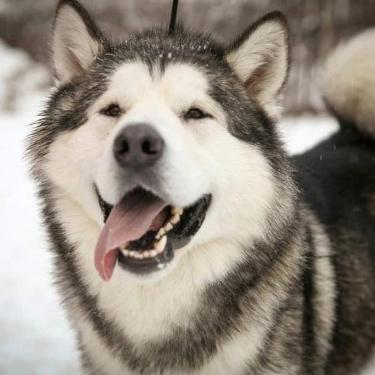 Картинки на аву животные