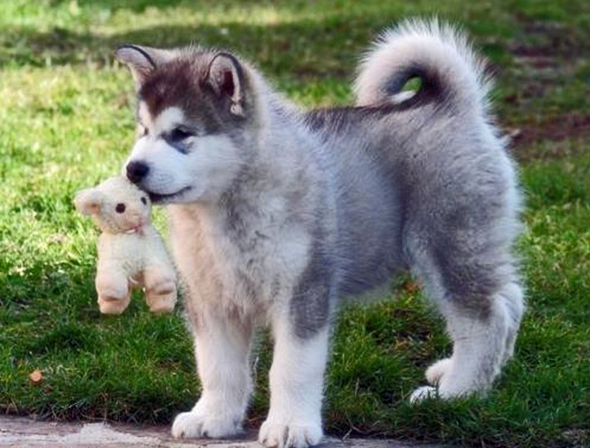 Хаски маламут щенок