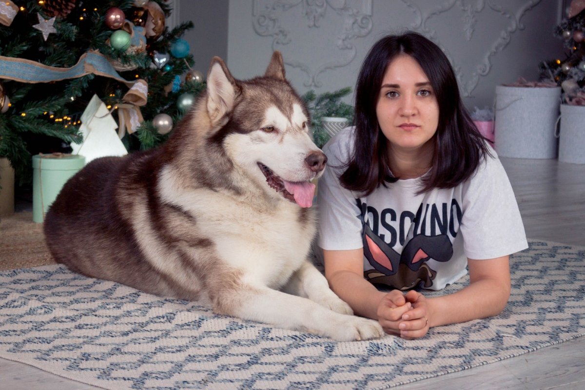 Маламут тибетский