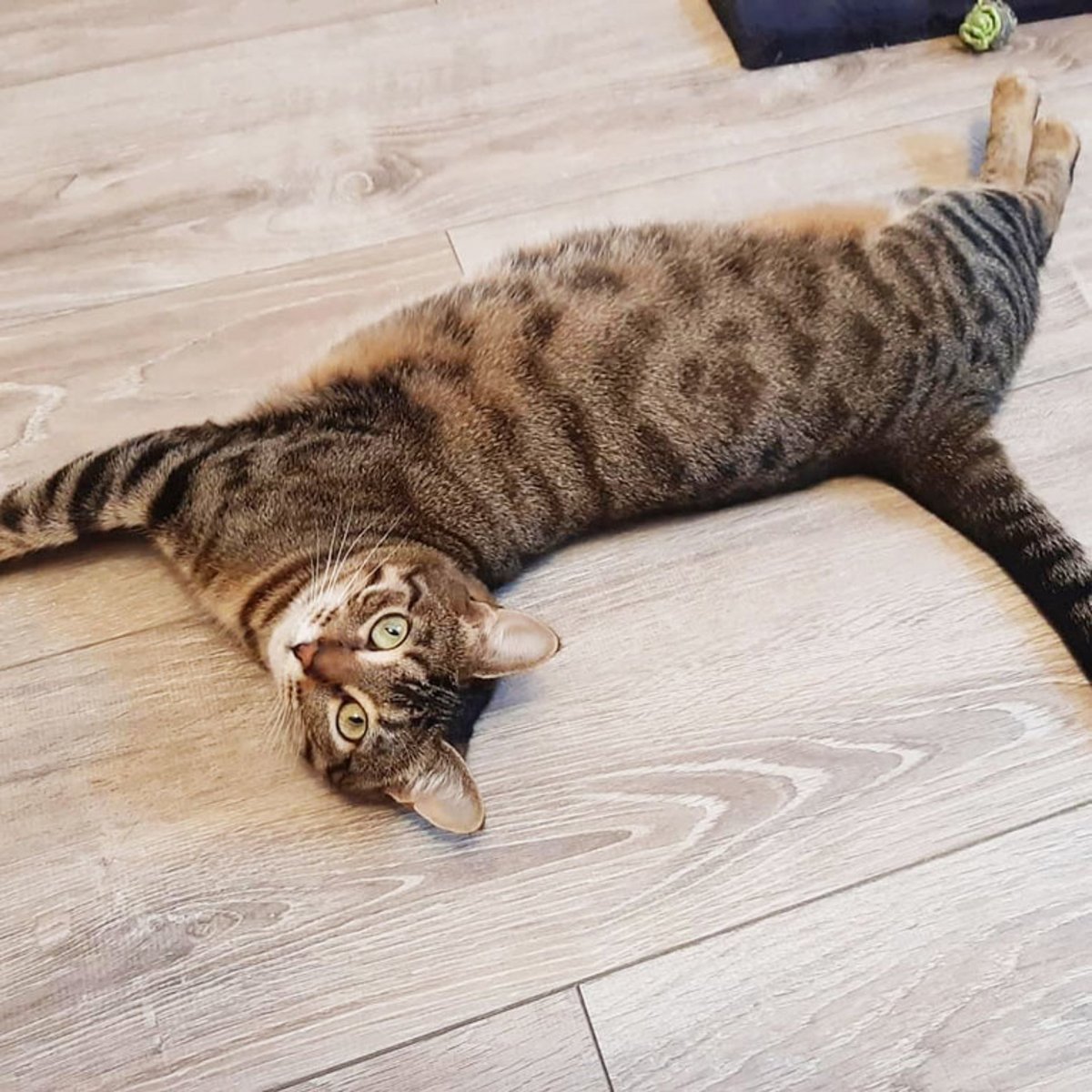 Шпротная кошка