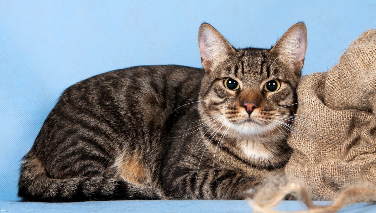 Европейская короткошерстная кошка купить Москва