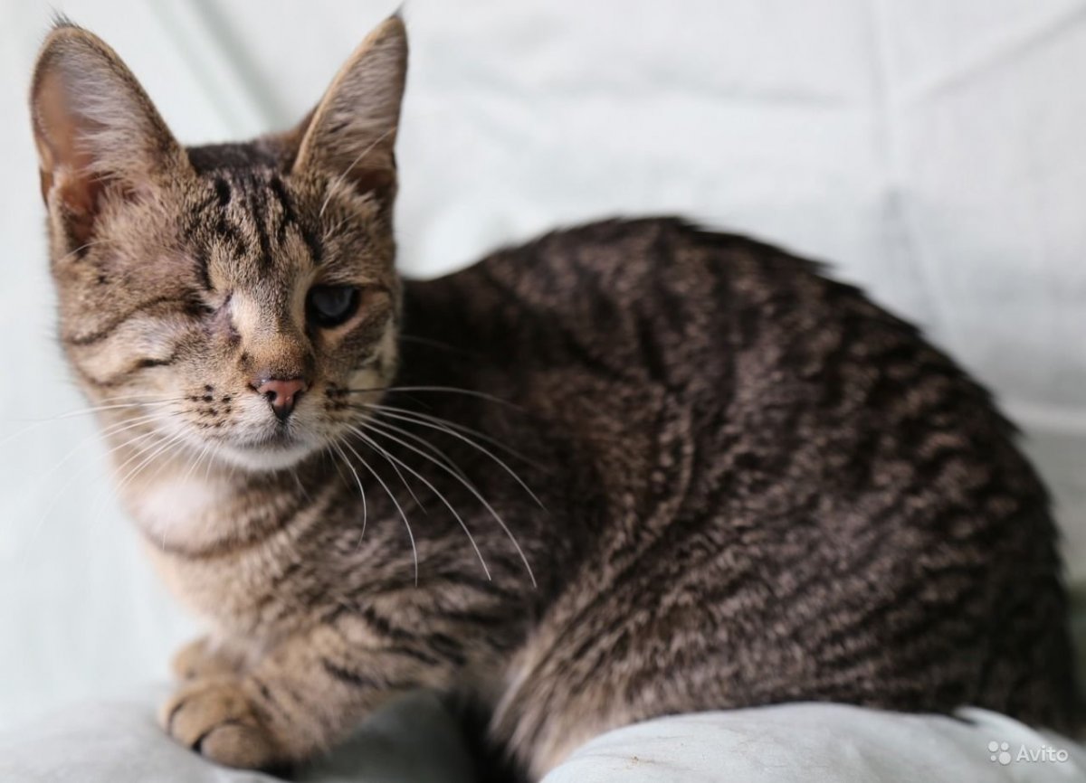 Европейский короткошерстный кот метис