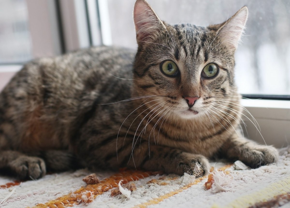 Порода шпротный кота