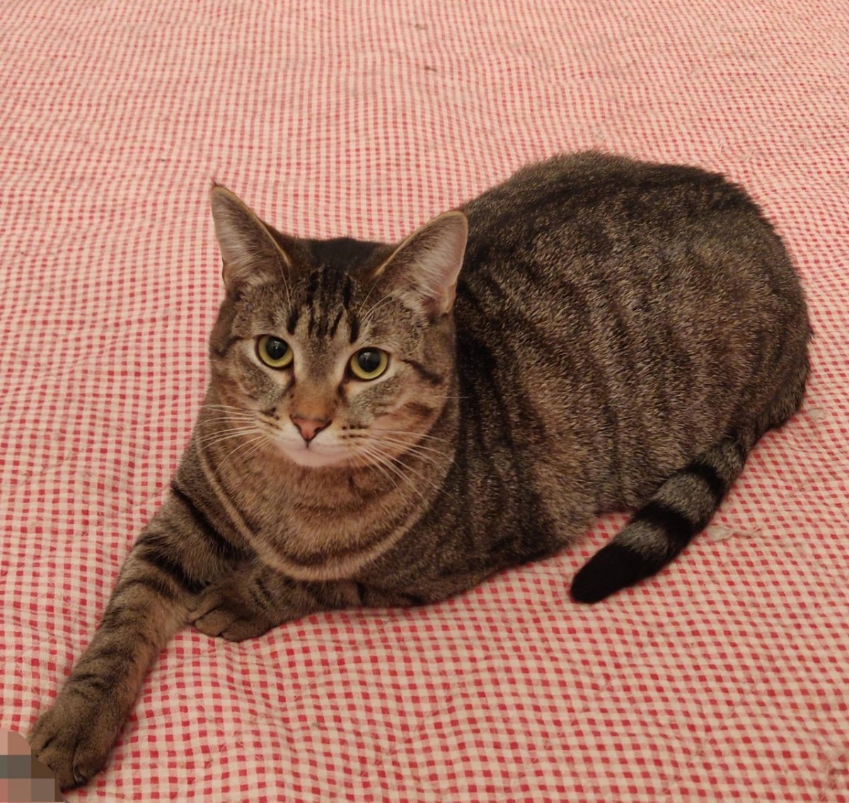 Шпротная кошка табби