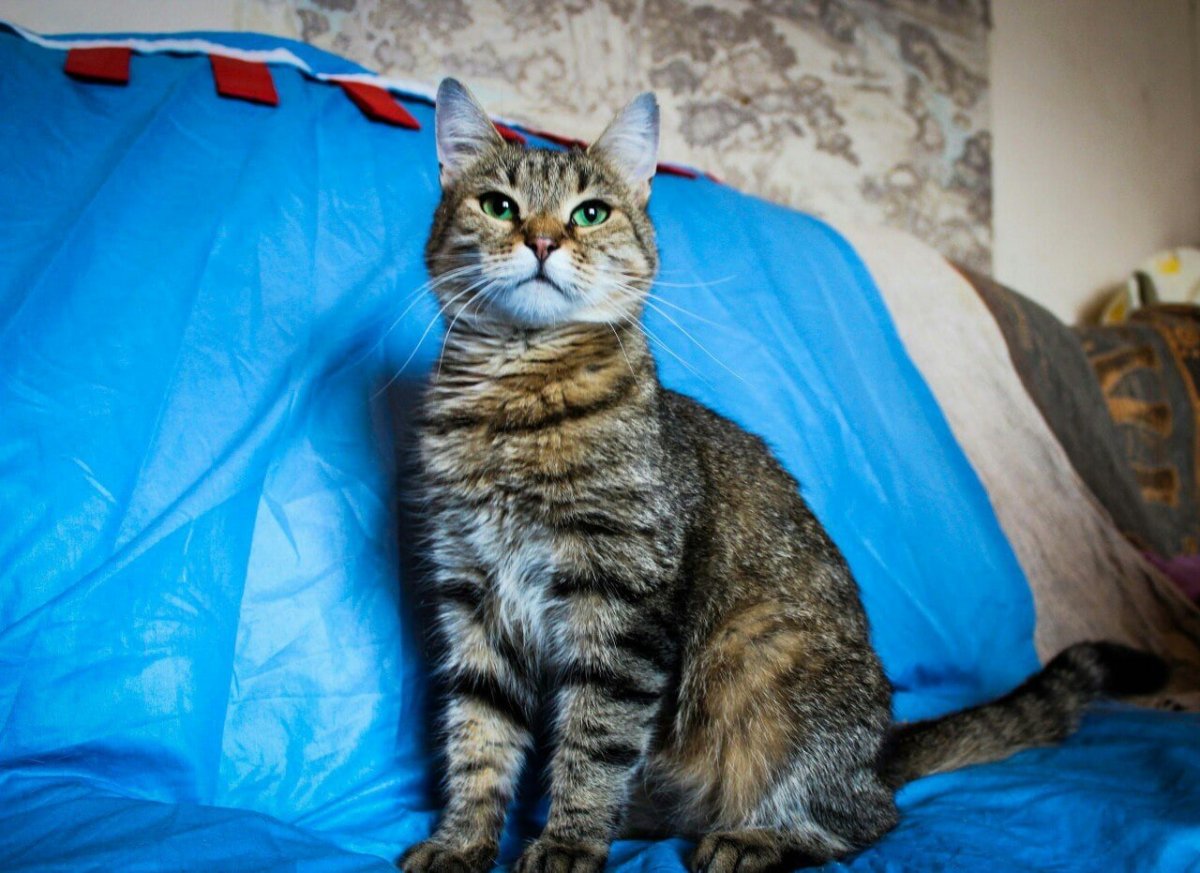 Фото милых кошек шпротного окраса