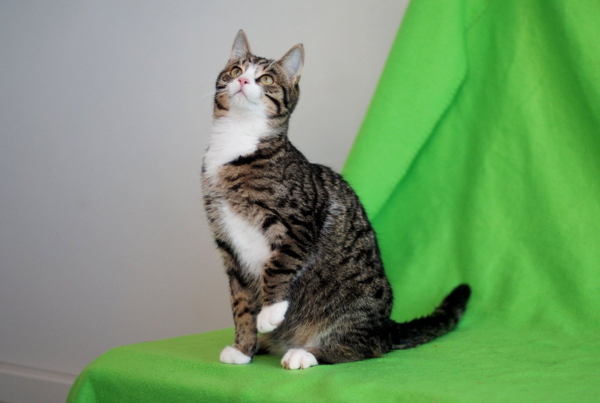 Бенгал Браун