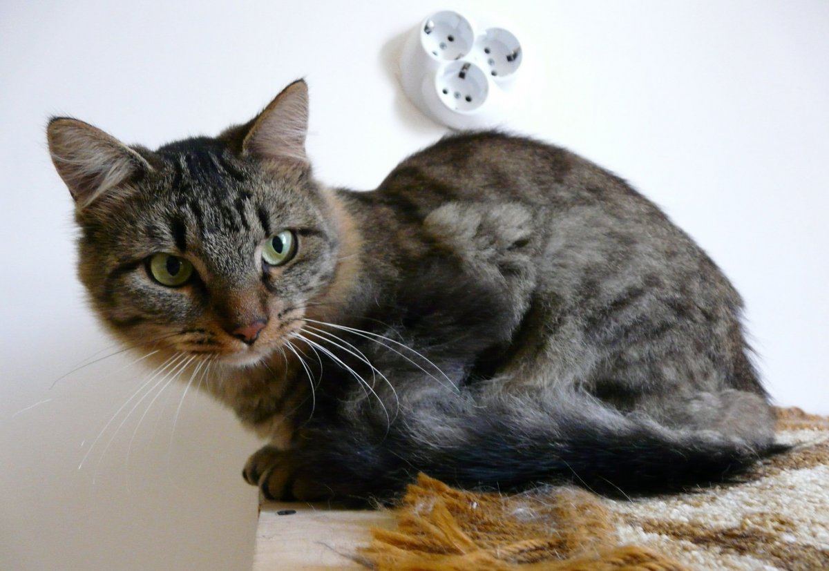 Кот шпротного окраса