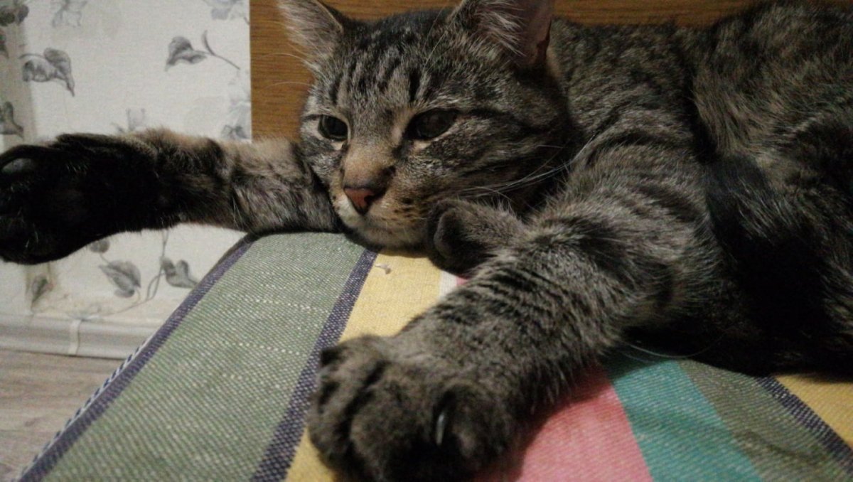 Шпротный окрас