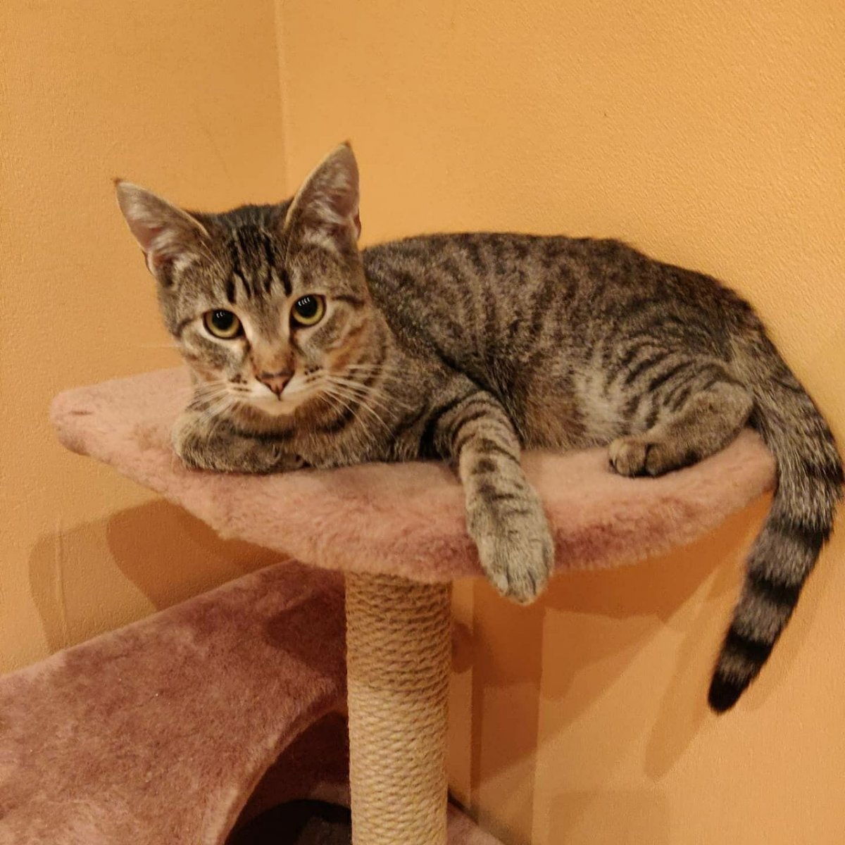 Кот табби макрель