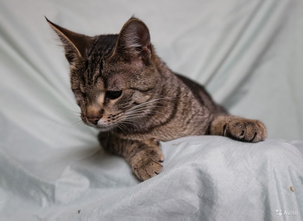 Шпротный окрас у кошек