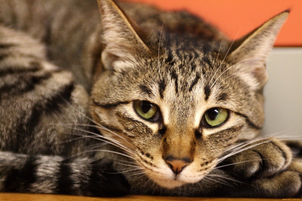 Кот в очках