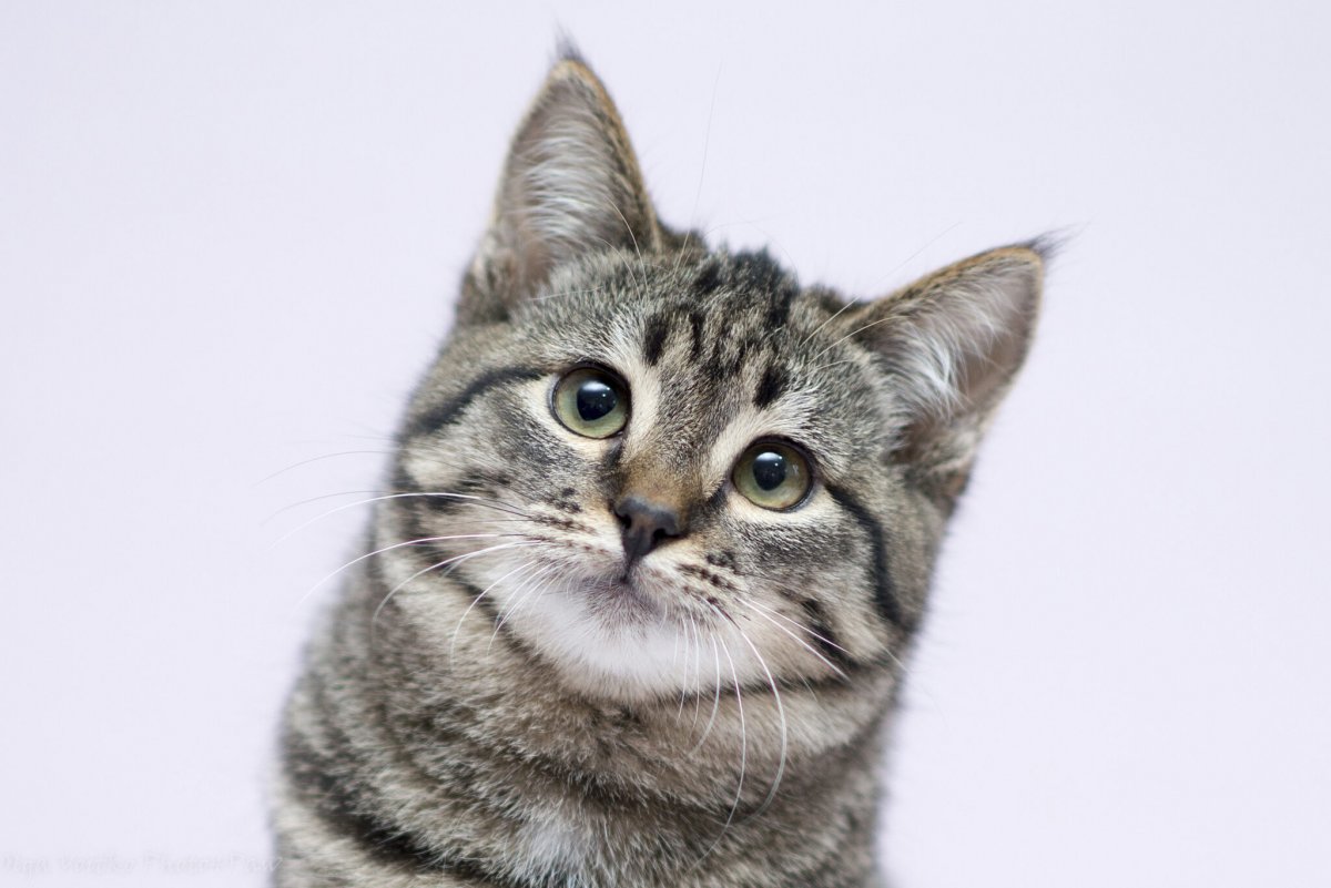 Полосатые котята гладкошерстные