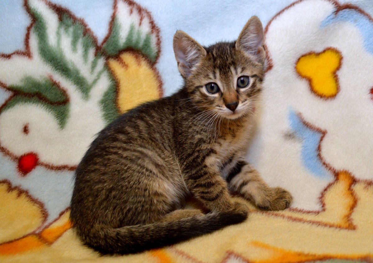 Двуликие черепаховые кошки