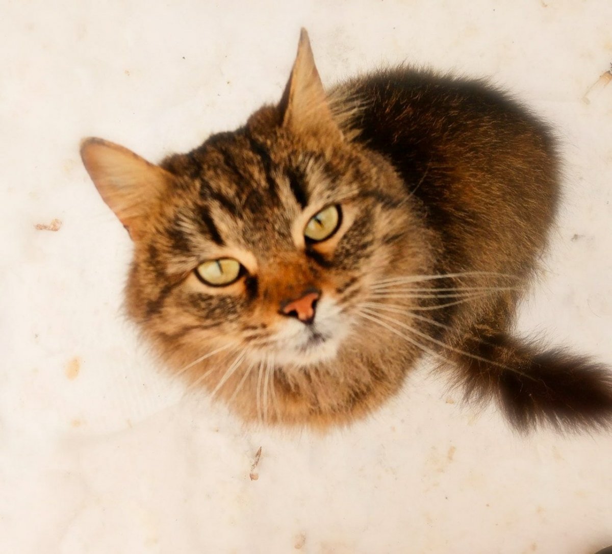 Мяуканье кошки слушать