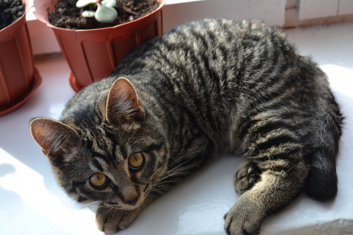 Кошка табби биколор