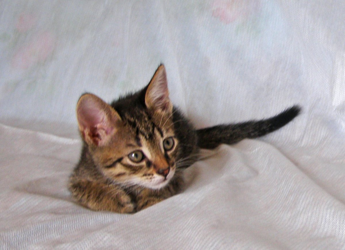 Шпротный окрас у кошек