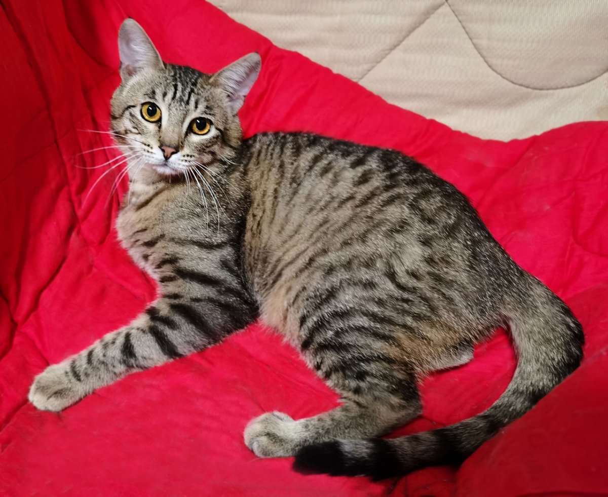 Коты шпроты