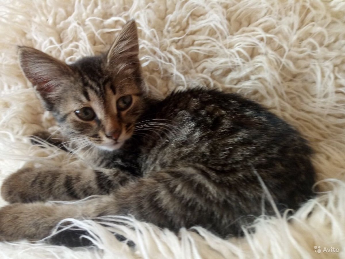 Петербургский шпрот кот