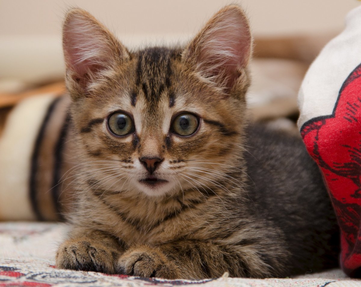 Ориентальный кот бенгал