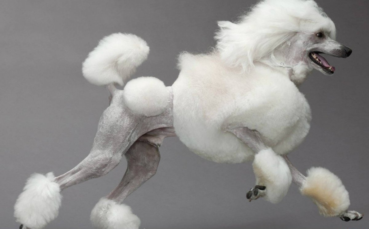 Белый Королевский пудель