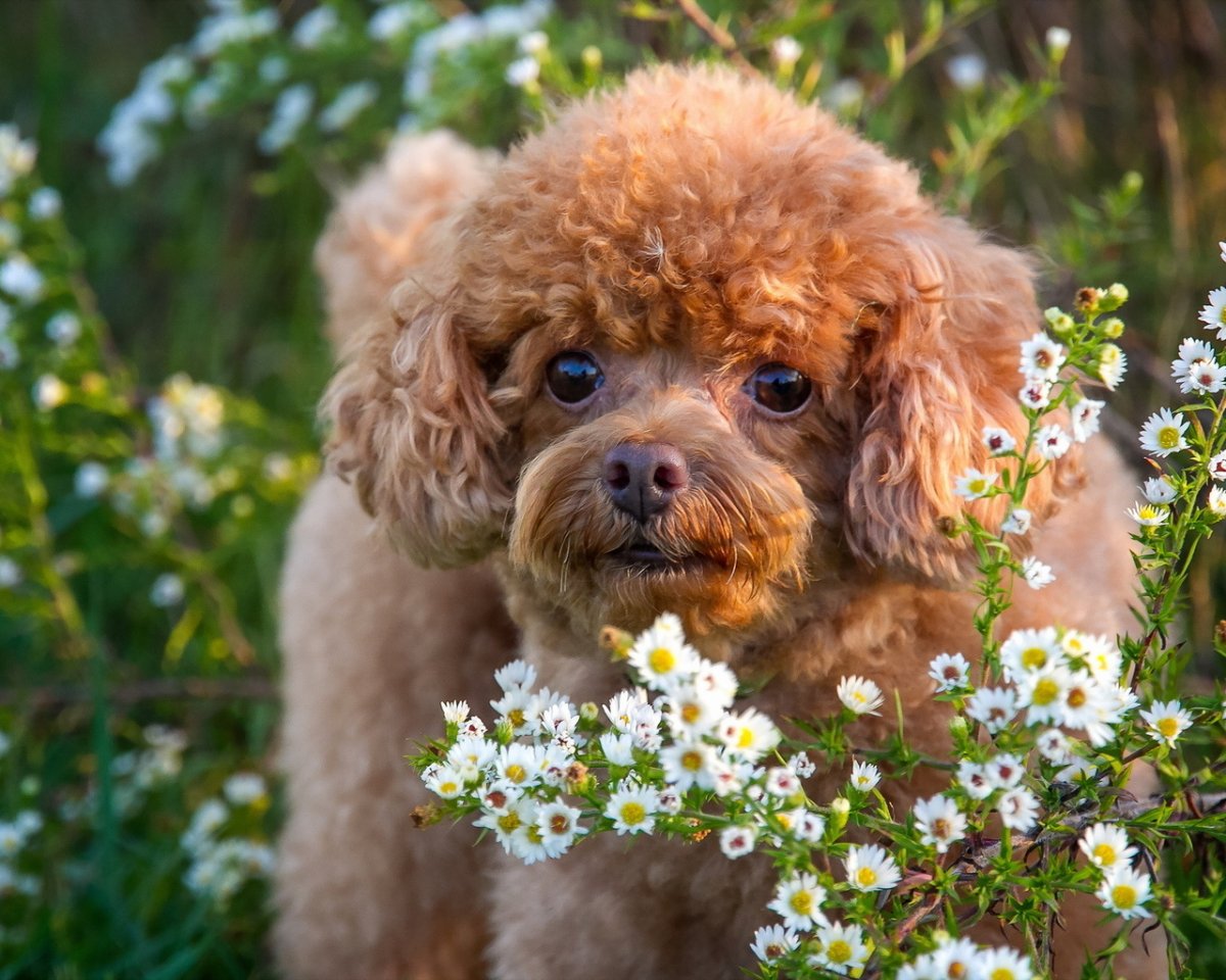 Королевский пудель розовый
