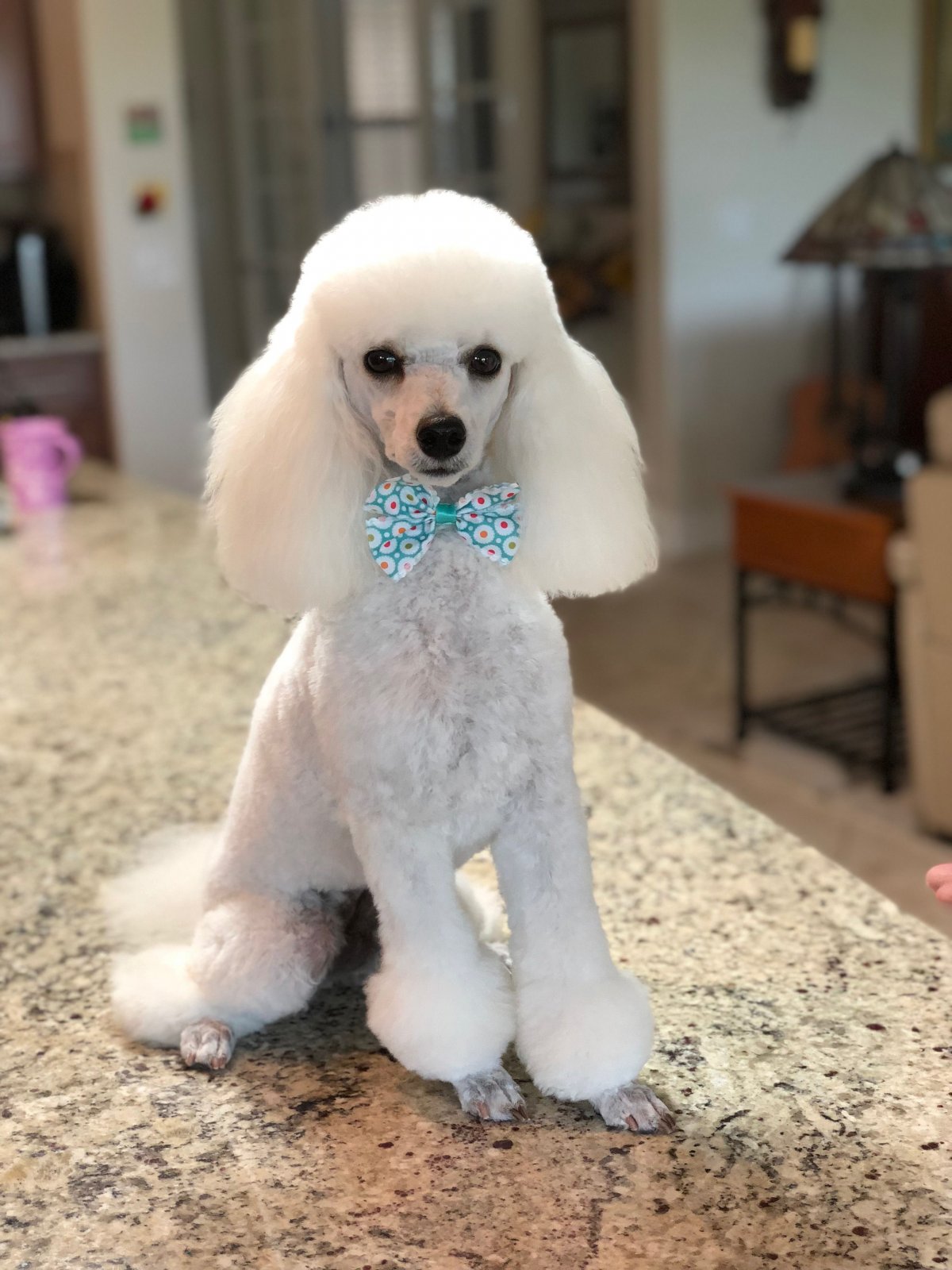 Пудель кудрявый