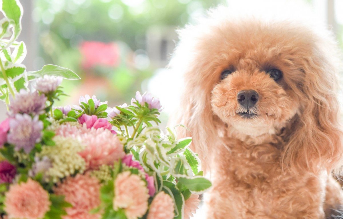 Чёрные Пудели породы