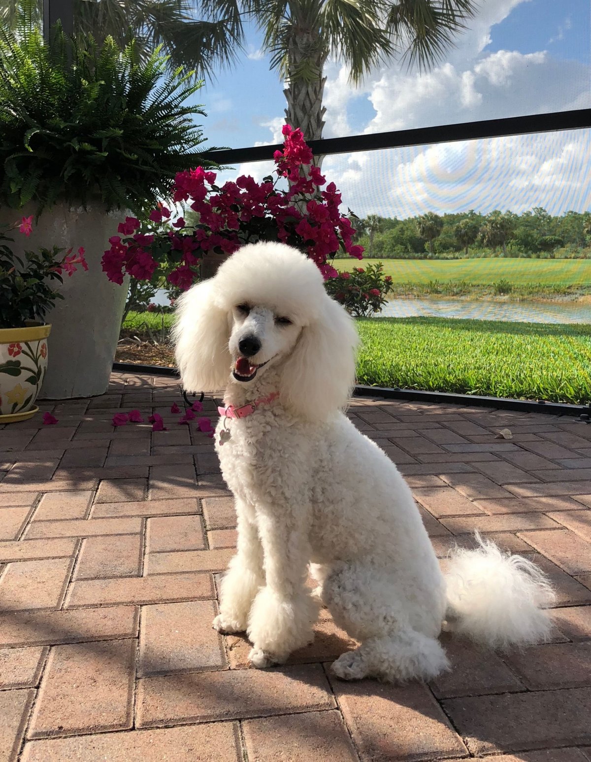 Собака породы карликовый пудель белый